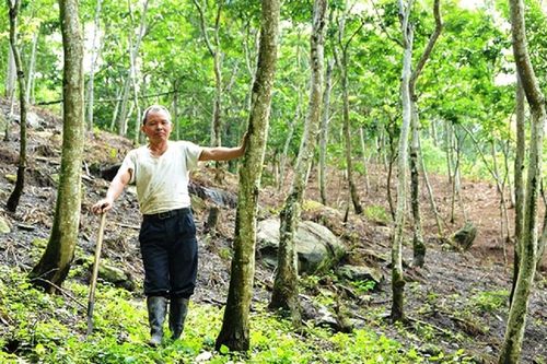 Anh nông dân đếm tiền mỏi tay nhờ trồng loại 'cây tiền tỷ' quen thuộc