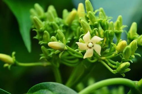 Dây thìa canh có tác dụng gì? Sử dụng dây thìa canh như thế nào?