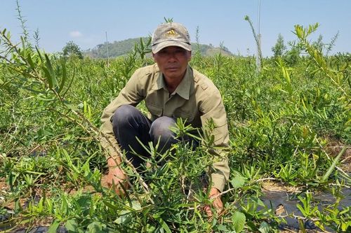 Xáo tam phân 'bén đất' Hải Yang