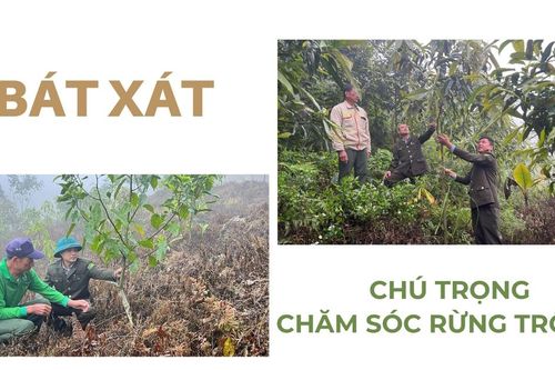Bát Xát chú trọng chăm sóc rừng trồng