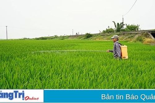 Tập trung phòng trừ bệnh đạo ôn hại lúa
