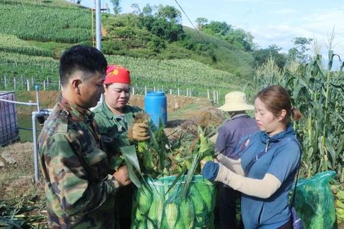 Mở rộng vùng nguyên liệu gắn với tiêu thụ, chế biến nông sản