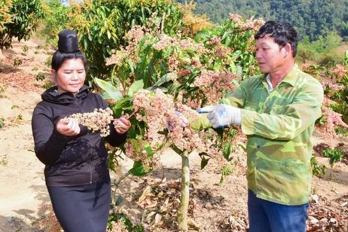 Chuyển đổi cơ cấu cây trồng phù hợp