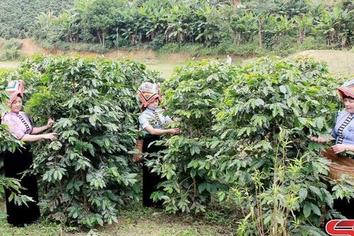 Đẩy mạnh thu hút viện trợ phi chính phủ nước ngoài