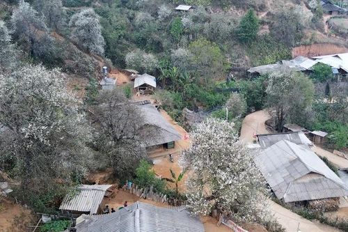 Ngày hội hoa sơn tra