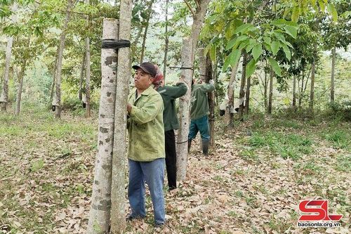 Ra quân khai thác mủ cao su