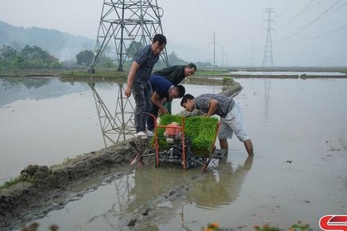 Mô hình 'Ruộng nhà mình' ở Phù Yên
