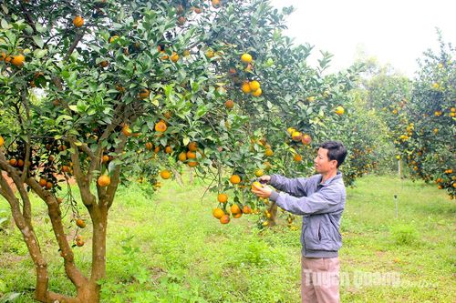 Những 'nghệ nhân' ghép cây