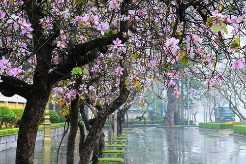 Hoa ban trong trường