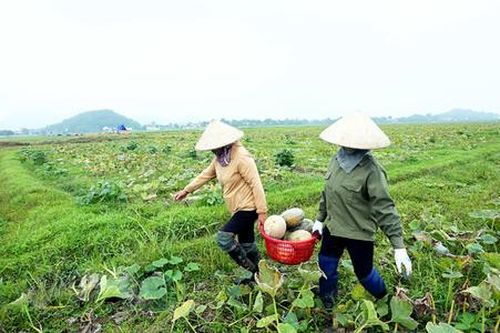 Những cây trồng mới giúp nông dân Ninh Bình thu nhập tiền tỷ