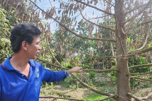 Nông dân bức xúc vì gần 10 ha vườn bị ngập nước, nhiều cây trái chết khô