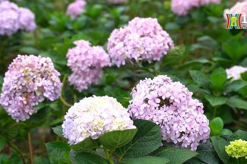 Vườn hoa cẩm tú cầu nở rộ giữa lòng Thủ đô