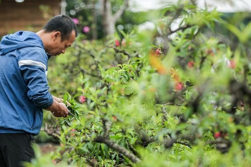 Cách trồng cây đào sau Tết