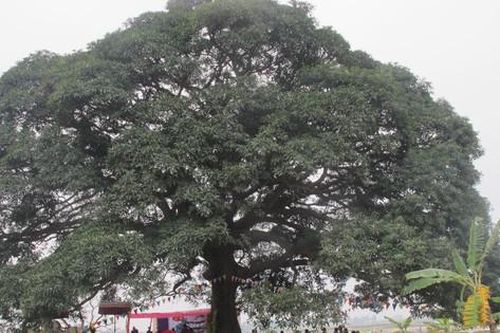 Giải Đặc biệt Cuộc thi viết về cây di sản Việt Nam trị giá 20 triệu đồng