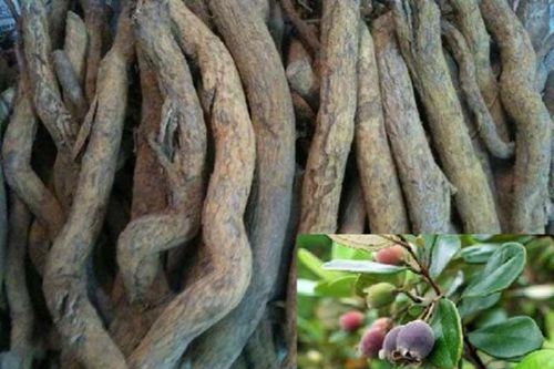 Các bài thuốc chữa bệnh từ cây sim