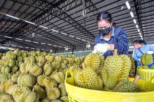 Xuất khẩu rau quả sang Trung Quốc tiếp tục tăng