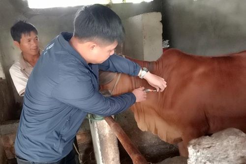 Hà Tĩnh: Khẩn trương khống chế dịch bệnh viêm da nổi cục trâu bò