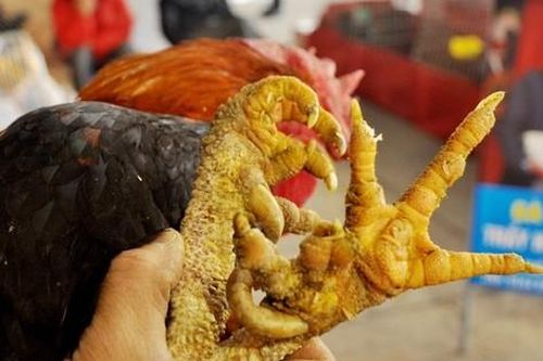 Loại gà ngoại hình đặc biệt, 50 triệu/con đại gia vẫn tranh đặt hàng