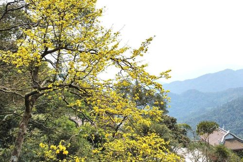 Du xuân về đất đất thiêng Yên Tử ngắm 'đại lão mai vàng'