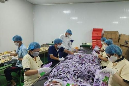 Doanh nghiệp lao đao với giá cà phê trong mơ