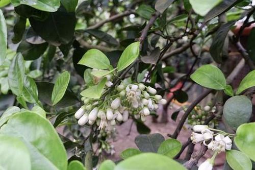 Ngạt ngào hương ký ức…