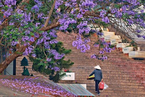 Đến Đà Lạt tháng 3, ngắm những cung đường tuyệt đẹp 'chìm' trong sắc tím