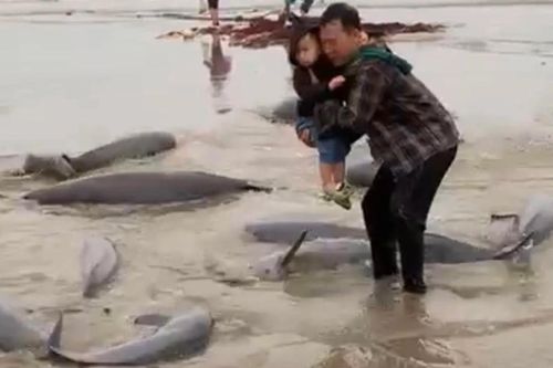 Ngư dân Hà Tĩnh đánh lưới trúng đàn cá lạ nặng gần 1 tấn