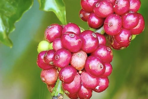 Bà con Giẻ Triêng chuyển đổi từ trồng mì sang trồng cà phê, bời lời, dược liệu