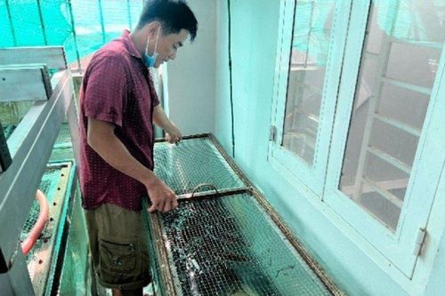 Anh nông dân lãi hơn 200 triệu/năm nhờ nuôi con đặc sản này trên sân thượng