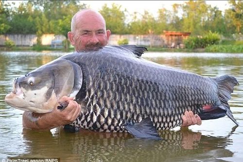 Người đàn ông câu được con cá chép Xiêm khổng lồ nặng 70kg trên sông