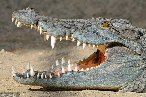 Người đàn ông 48 tuổi bị đàn cá sấu tấn công khi đang ở dưới sông, lúc vớt lên thì thi thể đã bị phân thành nhiều mảnh
