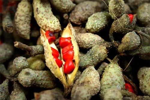 Loại quả xưa không ai bán, nay thành đặc sản được đầu bếp nhà hàng 'săn lùng', giá 3 triệu đồng/kg