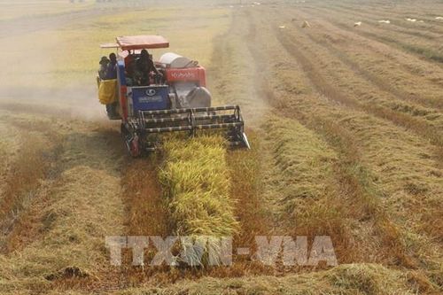 Dư địa xuất khẩu gạo sang thị trường Senegal còn rất lớn
