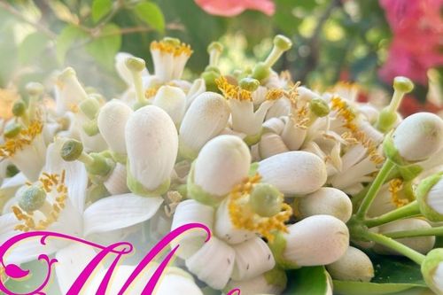 Mùa bưởi đưa hương