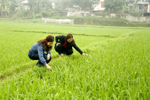 Hiệu quả từ các mô hình khuyến nông