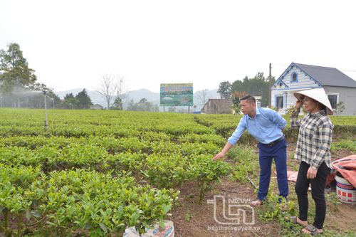Minh Tiến khai thác tiềm năng phát triển kinh tế