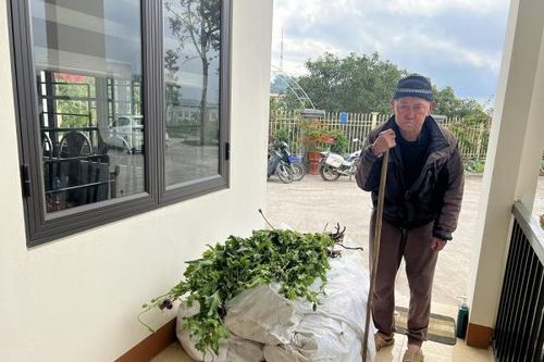 Ông lão 82 tuổi bí mật trồng 750 cây thuốc phiện cạnh nhà