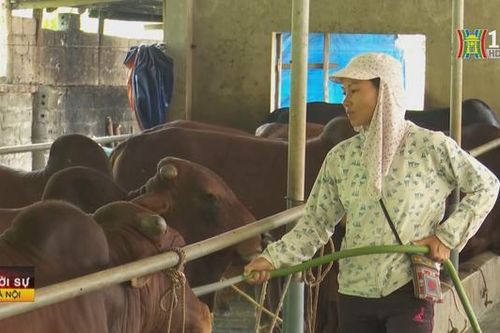 Hà Nội hỗ trợ đồng bào miền núi sản xuất nông nghiệp