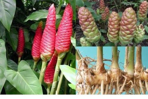 10 bài thuốc chữa bệnh từ gừng gió