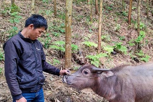 Thái Nguyên: Chỉ đạo làm rõ những bất thường Dự án hỗ trợ trâu cho hộ nghèo