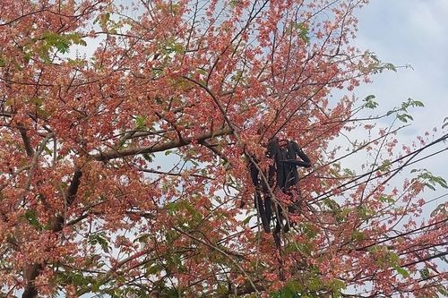 Ngắm vẻ đẹp dung dị của 'hoa anh đào' miền Tây