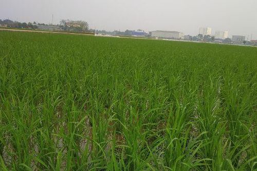 Cảm nhận bài 'Mùa xuân xanh' của Nguyễn Bính