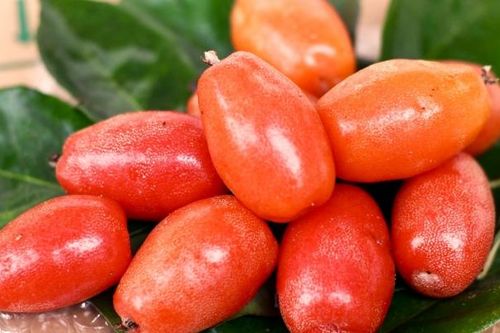 Dân trồng nhót ngoại thành Hà Nội thất thu do ảnh hưởng thời tiết