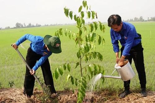 Trồng cây xây dựng nông thôn mới kiểu mẫu