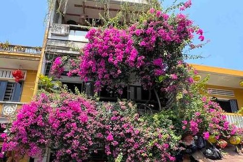 Hoa giấy nở bung phố Hội dưới nắng tinh khôi