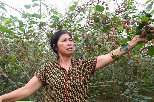 Dâu tằm chín đỏ, người dân xã ven đô tất bật thu hái