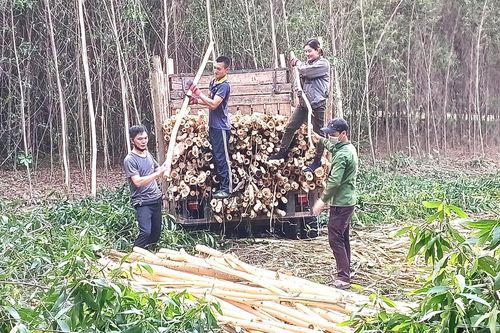 Vất vả phận 'phu keo'