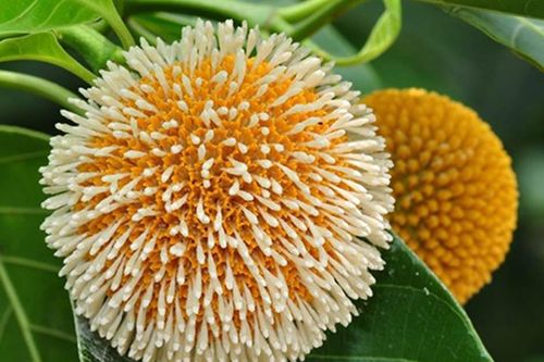 Loại quả dại 'lên đời' thành đặc sản lạ, có tiền khó mua