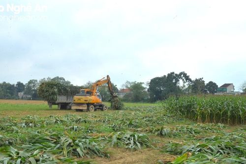 Nhộn nhịp mùa thu hoạch, gieo trồng ngô sinh khối ở Thanh Chương