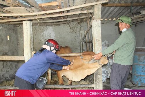 Kiểm soát nguồn giống, chú trọng phòng chống dịch bệnh khi tái đàn